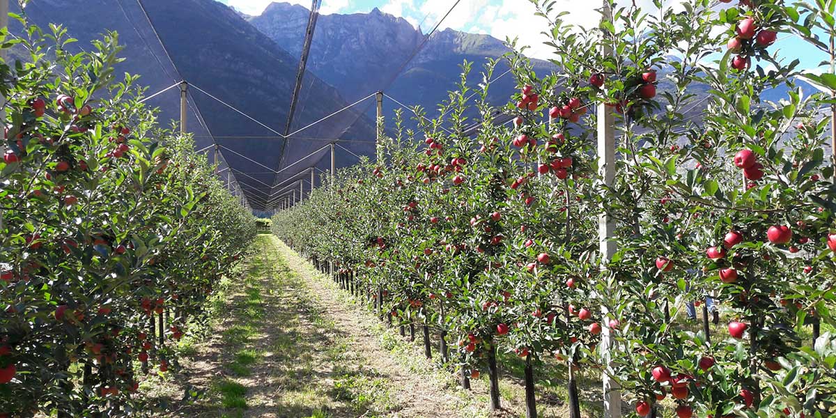 Mele trentine: numeri positivi per le liquidazioni di Apofruit